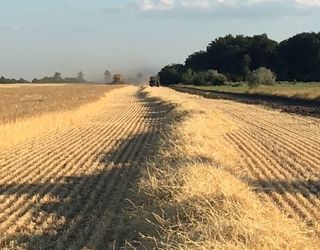 «Агро-Діло» розпочала збирати озиму пшеницю